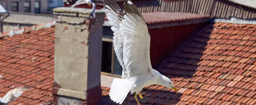 Residential Chimney Animal Removal Solution in La Grange, IL